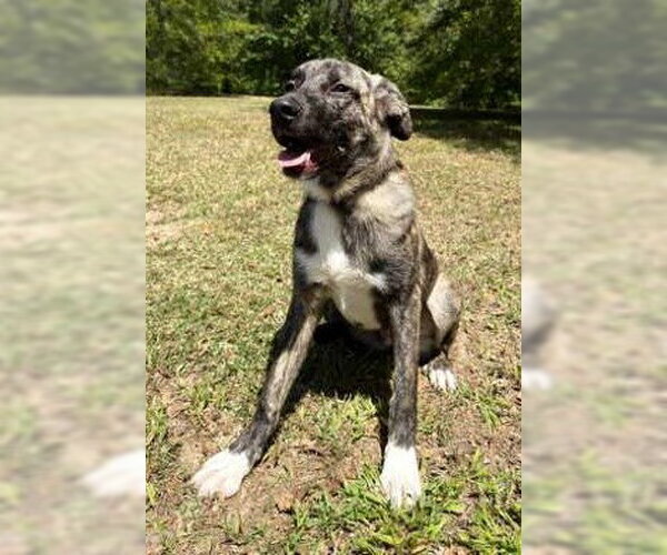 Medium Photo #2 Holland Shepherd-Plott Hound Mix Puppy For Sale in Attalka, AL, USA