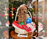 Small Photo #28 Goldendoodle Puppy For Sale in SAINT CLAIR SHORES, MI, USA