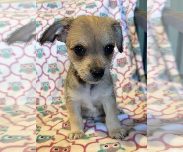 Medium Photo #1 Chihuahua-Unknown Mix Puppy For Sale in Pacolet, SC, USA