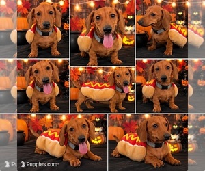 Dachshund Puppy for sale in MORENO VALLEY, CA, USA