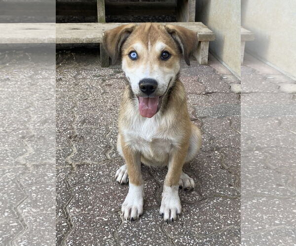 Medium Photo #9 Australian Shepherd-Spaniel Mix Puppy For Sale in Hillsboro, MO, USA