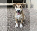 Small #8 Australian Shepherd-Spaniel Mix