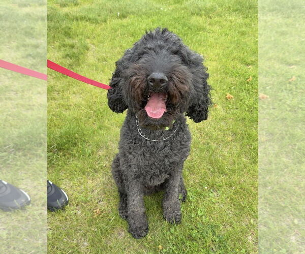 Medium Photo #4 Poodle (Standard) Puppy For Sale in Crystal, MN, USA