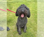 Small #3 Poodle (Standard)