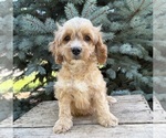 Small #3 Cockapoo (Miniature)