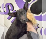 Small #3 German Shepherd Dog Mix