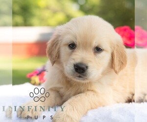 Golden Retriever Puppy for sale in NEWPORT, PA, USA