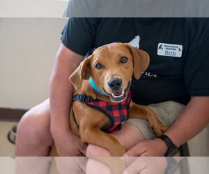 Woodford - Male Mutt Dog for Adoption - Photo #7