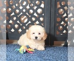 Small #2 Poodle (Toy)