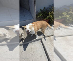 Huski - Male Mutt Dog for Adoption - Photo #4