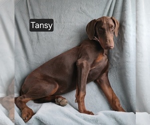 Doberman Pinscher Puppy for Sale in POMEROY, Ohio USA