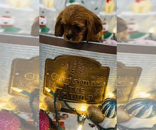 Medium Photo #11 Cavalier King Charles Spaniel Puppy For Sale in CINCINNATI, OH, USA