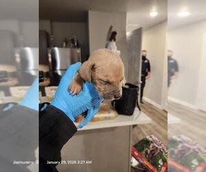 American Staffordshire Terrier Dogs for adoption in San Antonio, TX, USA