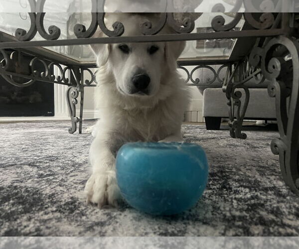 Medium Photo #11 Great Pyrenees Puppy For Sale in Dallas, TX, USA