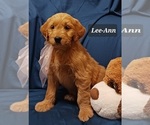 Small Photo #1 Goldendoodle Puppy For Sale in BROOKSVILLE, FL, USA