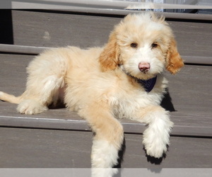Aussiedoodle Miniature  Puppy for Sale in MILLERSBURG, Ohio USA