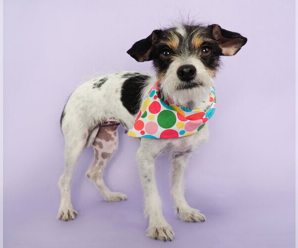 Medium Photo #2 Mutt Puppy For Sale in Phoenix, AZ, USA