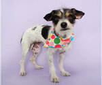 Small #1 Mutt