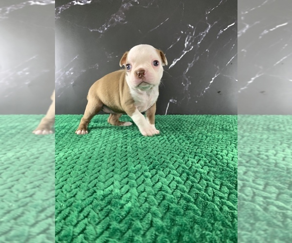 Medium Photo #29 Boston Terrier Puppy For Sale in TULARE, CA, USA