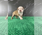 Small #28 Boston Terrier