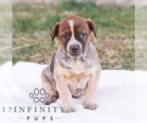 Australian Cattle Dog Puppy for sale in CHAMBERSBURG, PA, USA