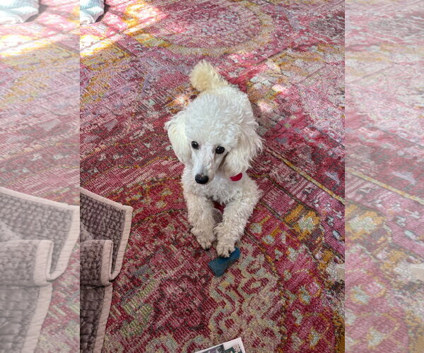 Medium Photo #2 Poodle (Toy) Puppy For Sale in St. Louis Park, MN, USA