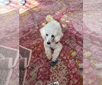 Small #1 Poodle (Toy)