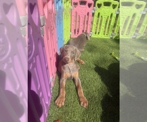 Doberman Pinscher Puppy for sale in HESPERIA, CA, USA