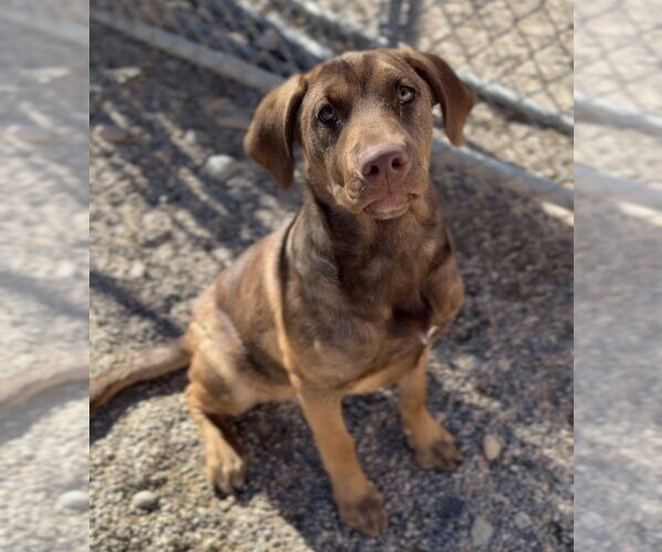 Medium Photo #2 Mutt Puppy For Sale in Bemidji, MN, USA