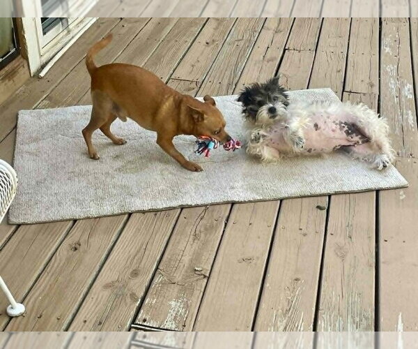 Medium Photo #6 Mutt Puppy For Sale in Candler, NC, USA