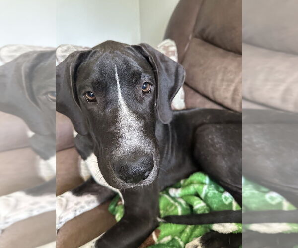 Medium Photo #4 Great Dane-Unknown Mix Puppy For Sale in Springdale, PA, USA