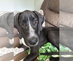 Small #3 Great Dane Mix