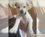 Small #2 Maltese Mix