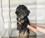 Small Photo #7 Goldendoodle Puppy For Sale in BRKN ARW, OK, USA