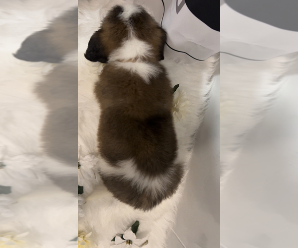 Medium Photo #11 Saint Bernard Puppy For Sale in WHITESBORO, NY, USA