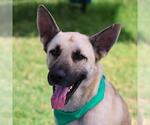 Small German Shepherd Dog Mix
