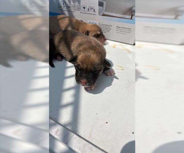 Medium Photo #1 German Shepherd Dog Puppy For Sale in Houston, TX, USA