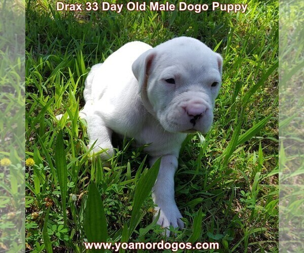 Medium Photo #58 Dogo Argentino Puppy For Sale in JANE, MO, USA