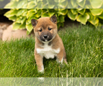 Small Photo #18 Shiba Inu Puppy For Sale in MILLERSBURG, IN, USA