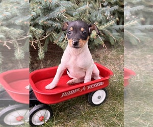 Rat Terrier Puppy for sale in MIDDLEBURY, IN, USA