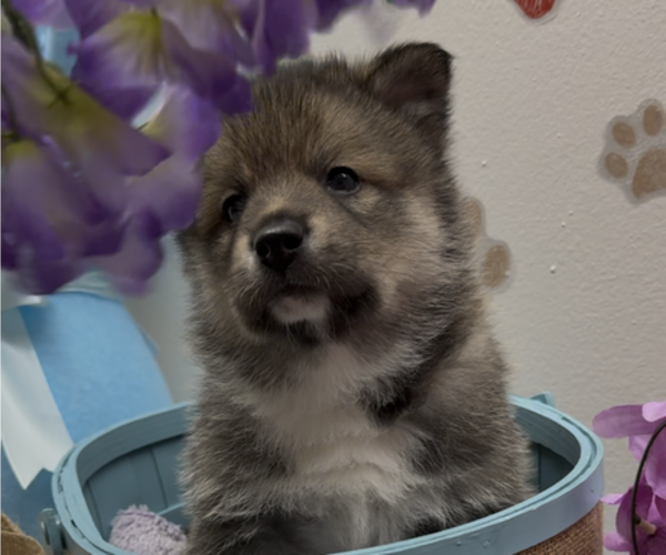 Medium Photo #9 Pomsky-Shiba Inu Mix Puppy For Sale in NASHUA, NH, USA