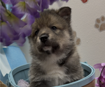 Small Photo #9 Pomsky-Shiba Inu Mix Puppy For Sale in NASHUA, NH, USA