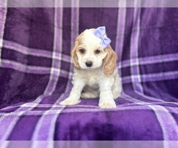 Medium Photo #3 Cocker Spaniel Puppy For Sale in LAKELAND, FL, USA