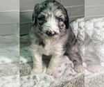 Small Photo #3 Sheepadoodle Puppy For Sale in BROOKSVILLE, FL, USA