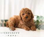 Small #2 Poodle (Miniature)