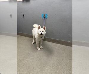 Samoyed-Unknown Mix Dogs for adoption in Las Vegas, NV, USA