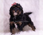 Small #3 Poodle (Toy)