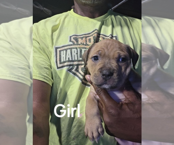 Medium Photo #2 American Bully Puppy For Sale in TRENTON, NJ, USA
