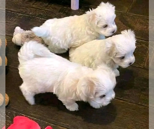Medium Photo #1 Maltese-Morkie Mix Puppy For Sale in LOS ANGELES, CA, USA
