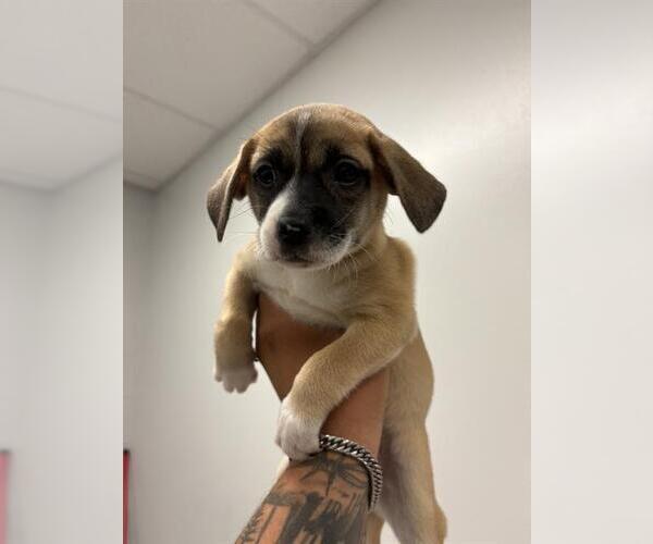 Medium Photo #1 Pug-Unknown Mix Puppy For Sale in Corpus Christi, TX, USA